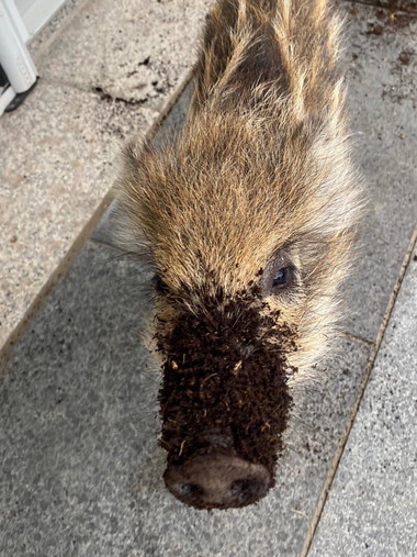 うり坊とわんこ