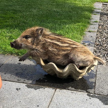 うり坊とわんこ