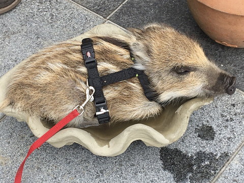 うり坊とわんこ