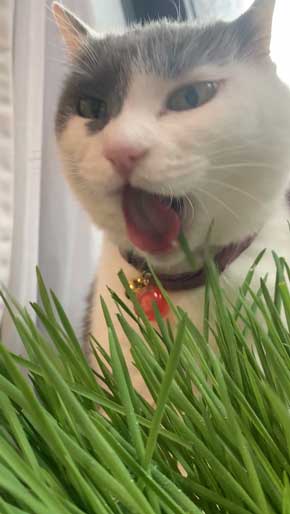 猫 食事 動画 コマ送り テンション上がる 表情 顔