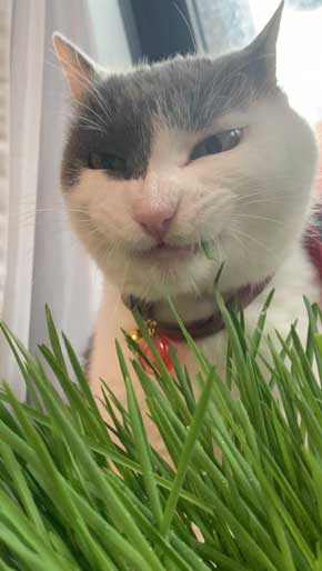 猫 食事 動画 コマ送り テンション上がる 表情 顔