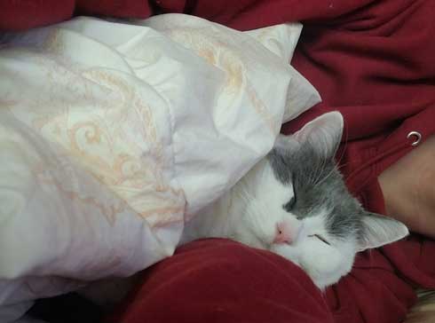 猫 食事 動画 コマ送り テンション上がる 表情 顔