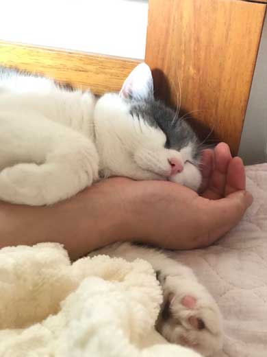 猫 食事 動画 コマ送り テンション上がる 表情 顔