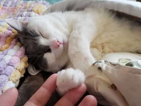 猫 食事 動画 コマ送り テンション上がる 表情 顔