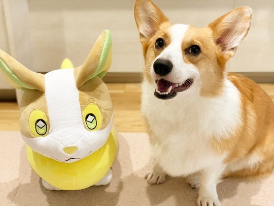 ポケモン　変身　ぬいぐるみ　ワンパチ　犬　　202510111941 コーギー ポケモン 変身 ぬいぐるみ ワンパチ 犬 202510111941 コーギー