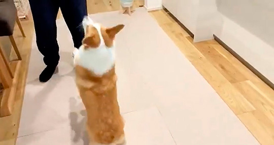 コーギー「わーい、僕のお友達だー！」 自分にそっくりな