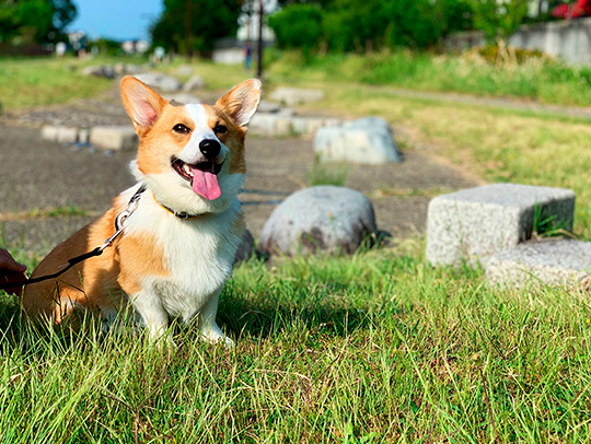 コーギーむぎさん