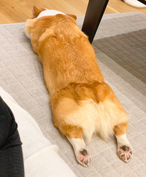 コーギーむぎさん