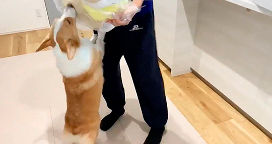 コーギーむぎさん