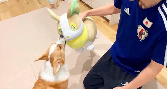 コーギーむぎさん