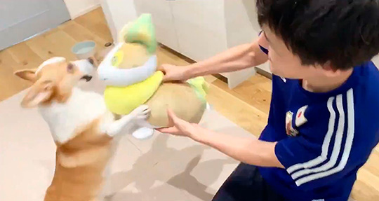 ポケモン　変身　ぬいぐるみ　ワンパチ　犬　　202510111941 コーギー コーギー「わーい、僕のお友達だー！」 自分にそっくりな