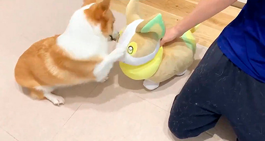 ポケモン　変身　ぬいぐるみ　ワンパチ　犬　　202510111941 コーギー コーギー「わーい、僕のお友達だー！」 自分にそっくりな