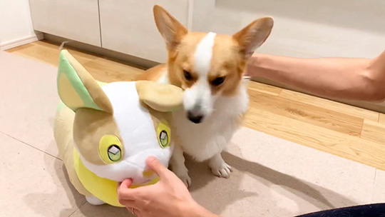 ポケモン　変身　ぬいぐるみ　ワンパチ　犬　　202510111941 コーギー コーギー「わーい、僕のお友達だー！」 自分にそっくりな