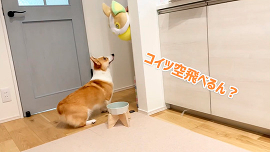 コーギーむぎさん