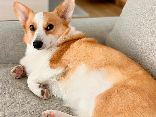 コーギーむぎさん