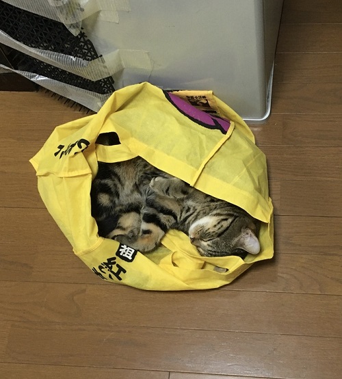 ペット手帳 ベストショット