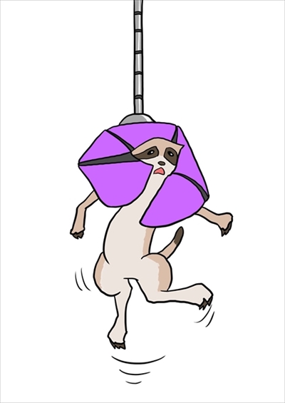 動物の絵クイズ