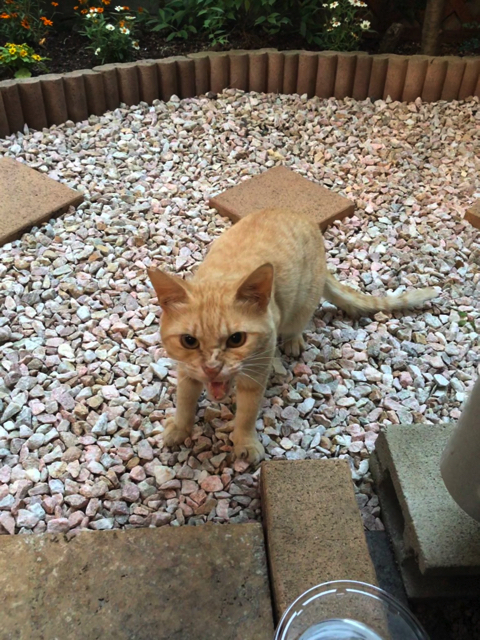 シャー顔がかわいい猫ちゃん