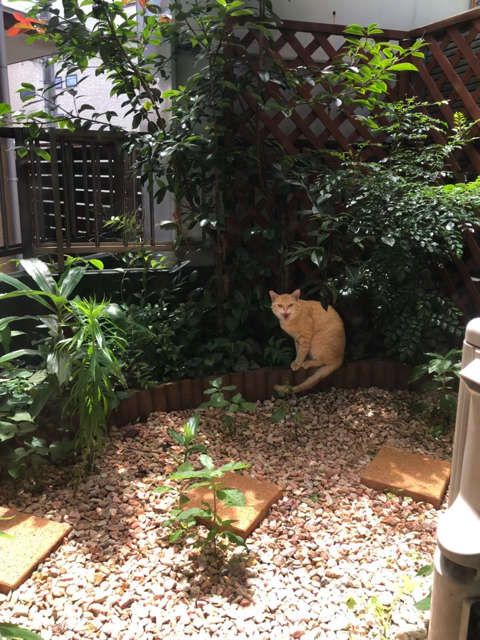 シャー顔がかわいい猫ちゃん