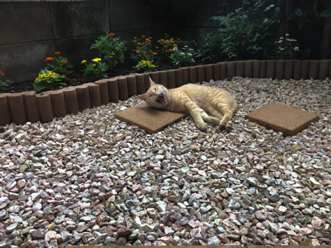 シャー顔がかわいい猫ちゃん
