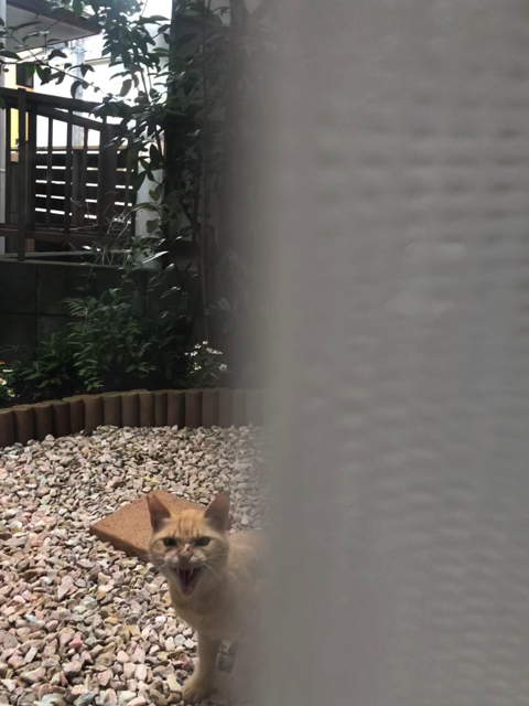 シャー顔がかわいい猫ちゃん