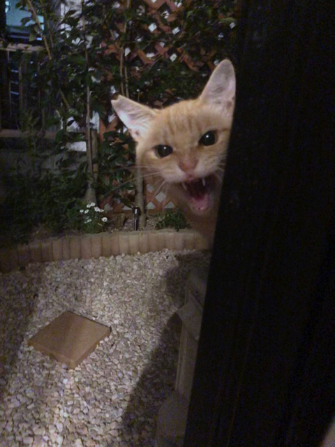 シャー顔がかわいい猫ちゃん