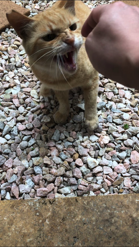 シャー顔がかわいい猫ちゃん