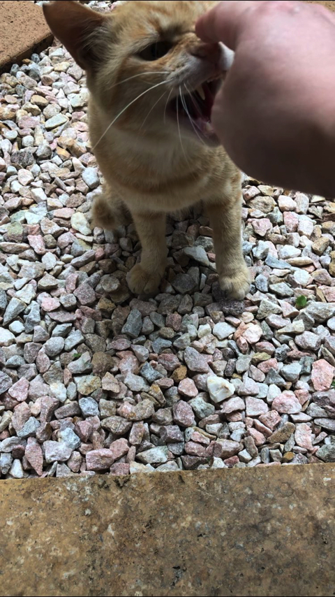シャー顔がかわいい猫ちゃん