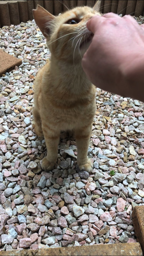 シャー顔がかわいい猫ちゃん
