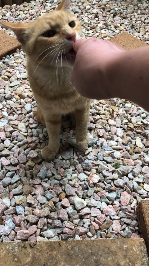 シャー顔がかわいい猫ちゃん