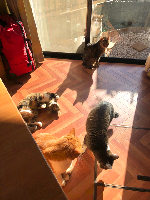 シャー顔がかわいい猫ちゃん