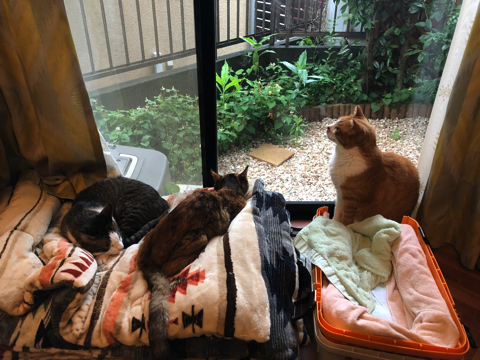 シャー顔がかわいい猫ちゃん