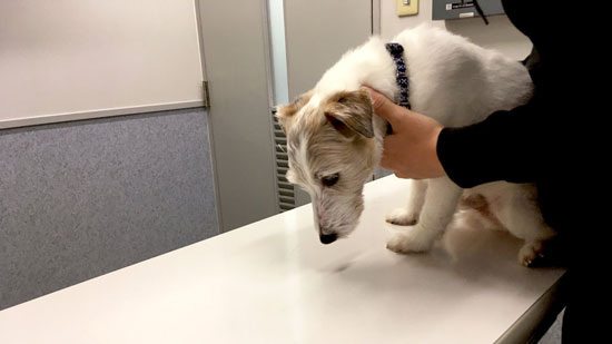 病院に連れていかれたジャッキーさん