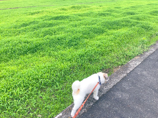 お散歩中のジャッキーさん