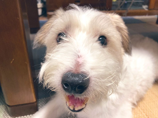 ジャッキーさんお顔アップ