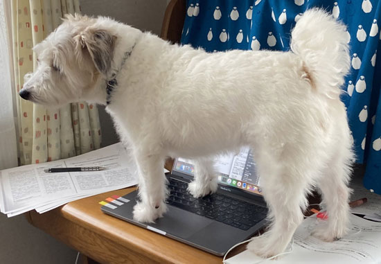 レポート作成中ワンコアップ