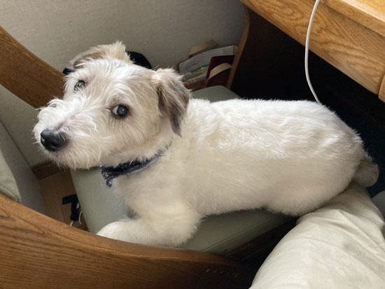 見上げるジャッキーさん