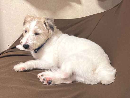 伏せるジャッキーさん