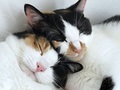 【ベストショット】面白いポーズの猫ちゃんたち 2020年8月号