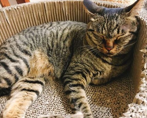 猫