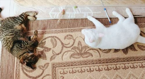 猫