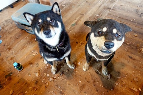 彫刻に寄せる月くん