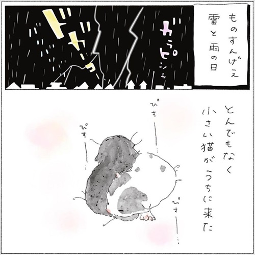 生後0日の子猫を保護した話