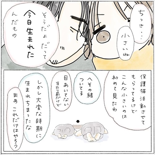 生後0日の子猫を保護した話