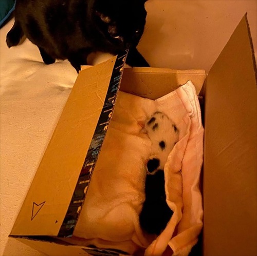 生後0日の子猫を保護した話