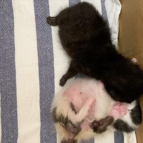 生後0日の子猫を保護した話