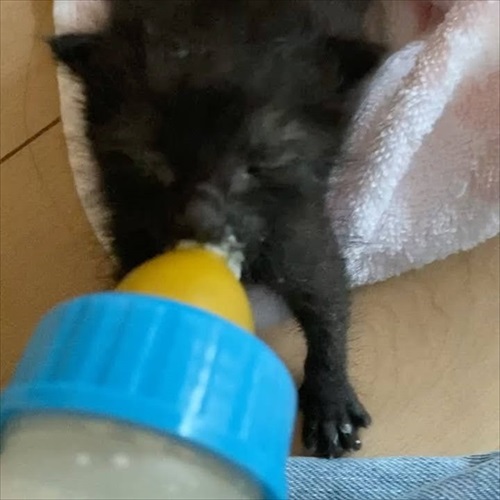生後0日の子猫を保護した話