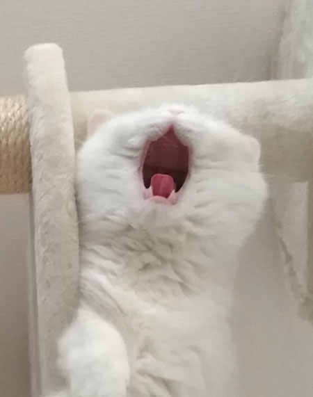 あくび回転アップ