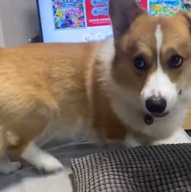 Nintendo Switch 消す 散歩を察する 犬 喜ぶ 表情 コーギー ラッキー