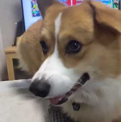 Nintendo Switch 消す 散歩を察する 犬 喜ぶ 表情 コーギー ラッキー